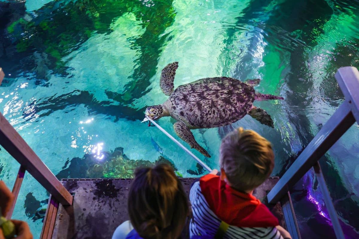 SEA LIFE Timmendorfer Strand Aquarium Ticket