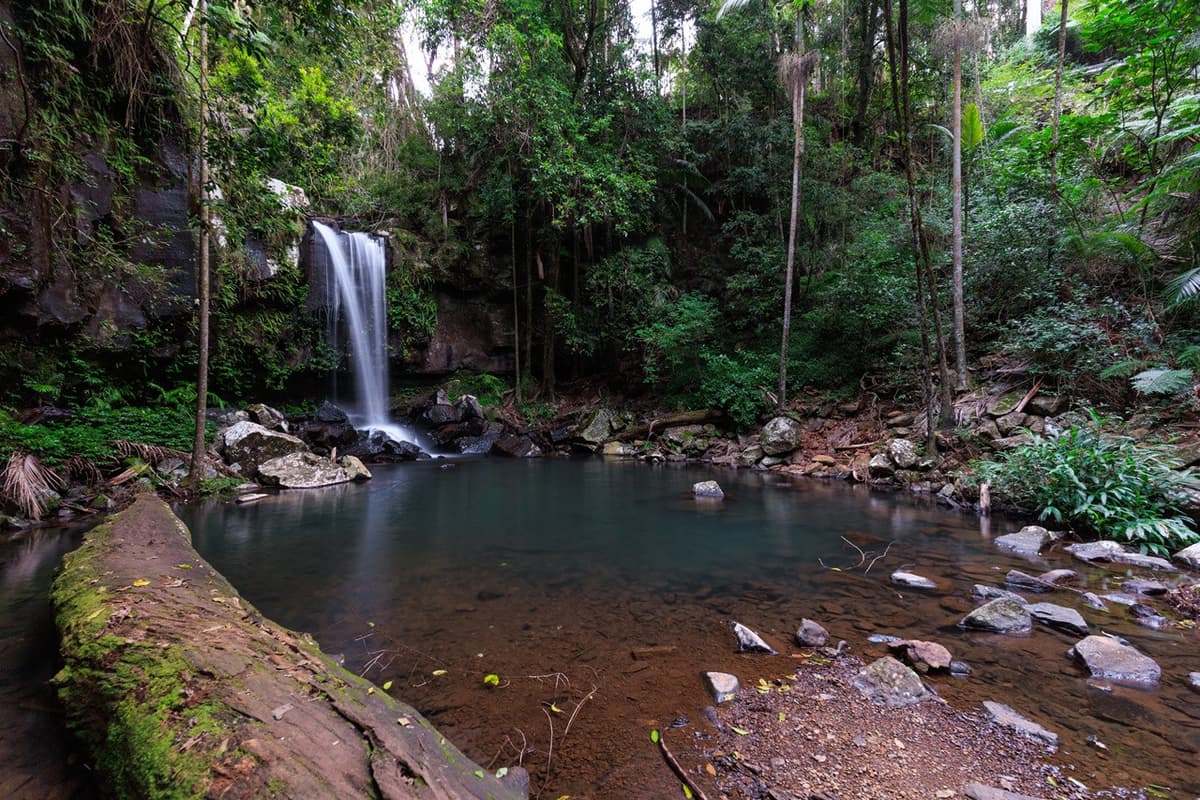 Guided Evening Rainforest Walk and Glow Worms Experience from Gold Coast