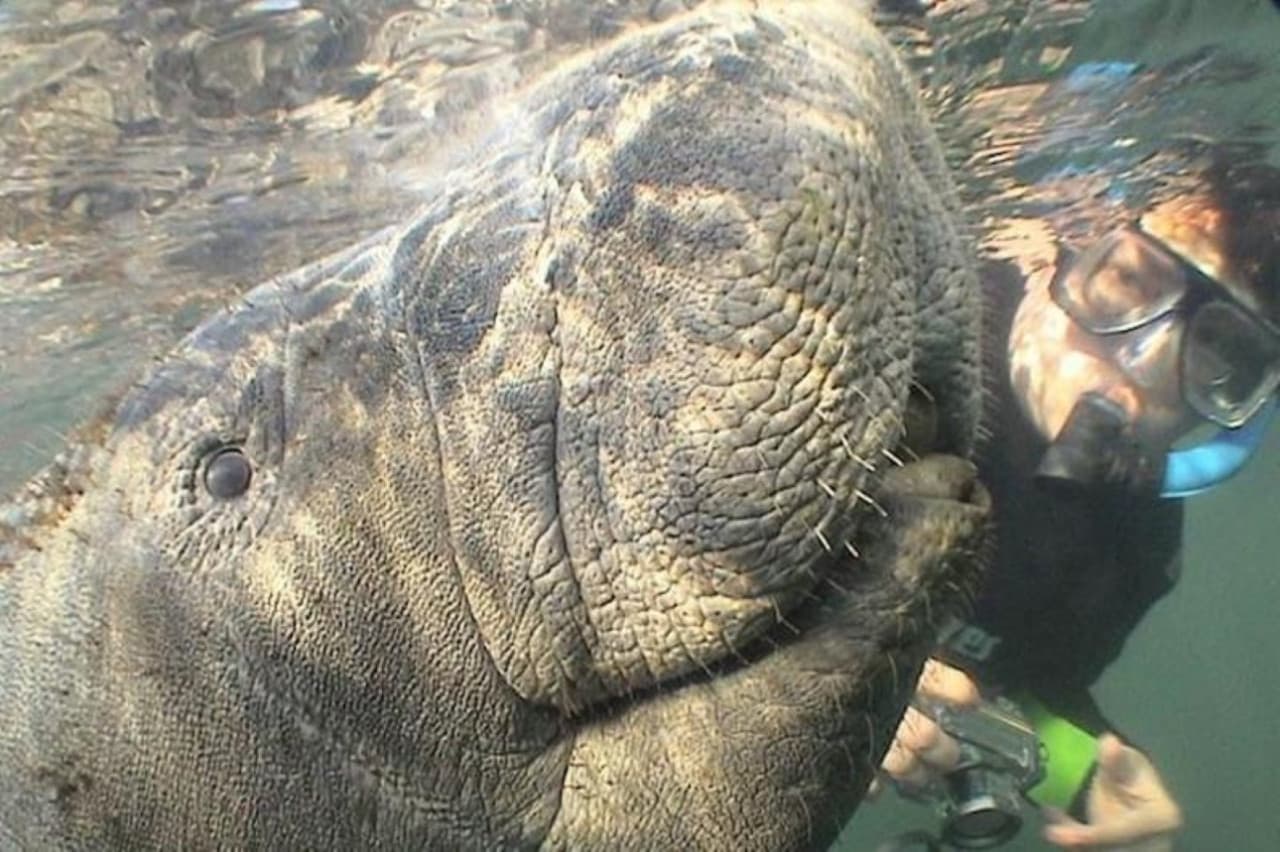Florida Nature Coast Tour: Crystal River with Manatees Snorkelling, Homosassa State Park
