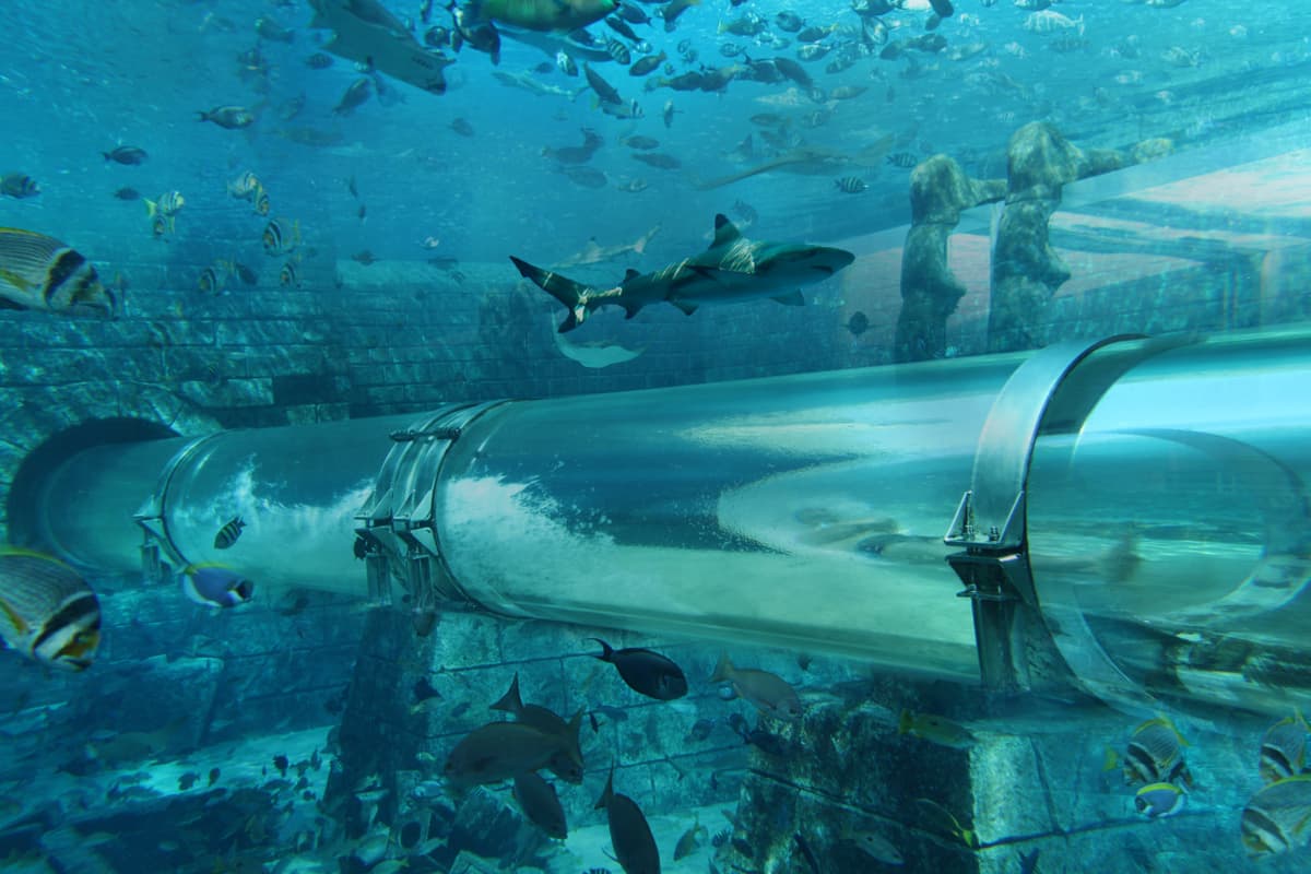 COMBO: The View at The Palm + Lost World Aquarium
