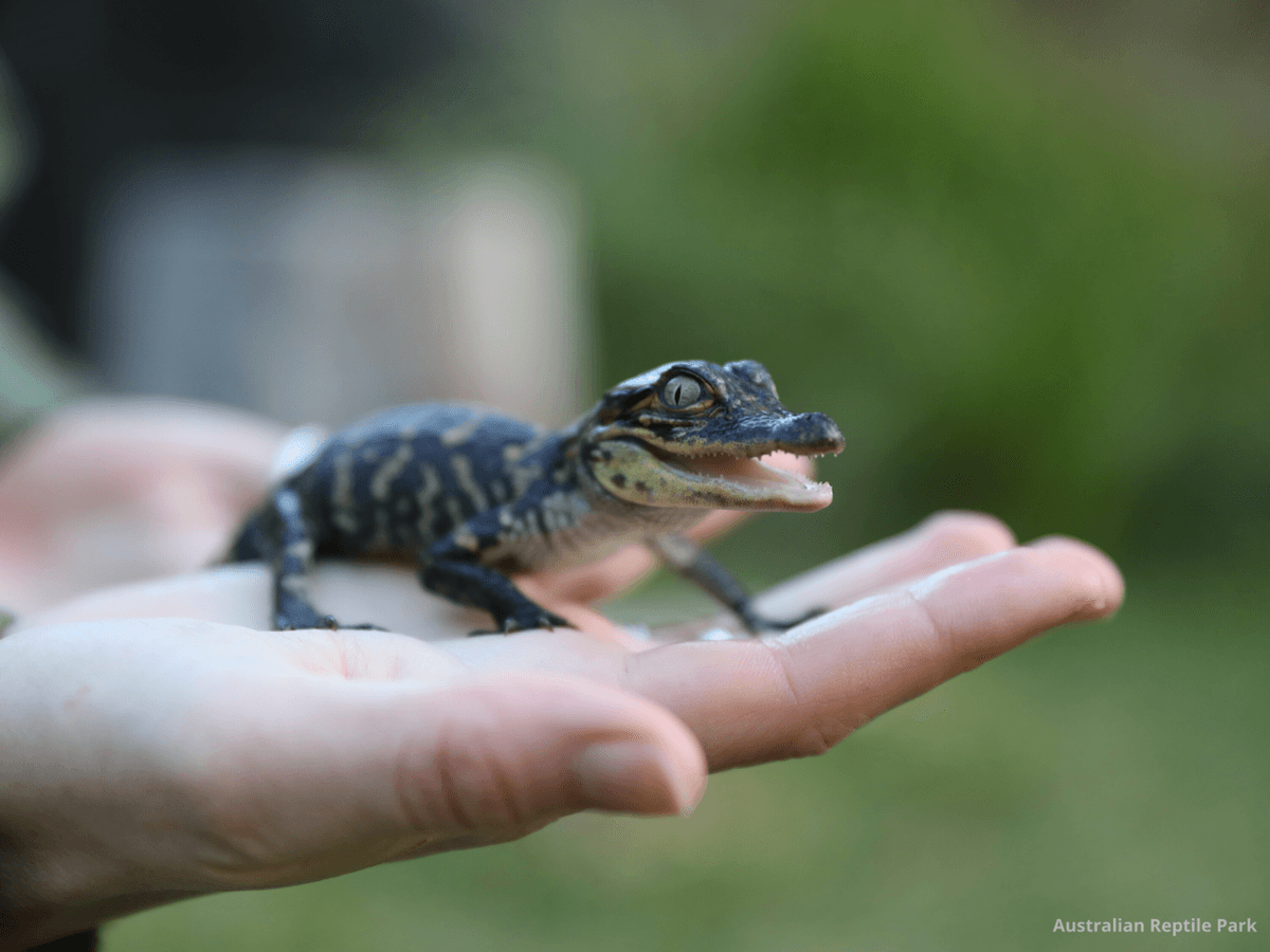 Australian Reptile Park