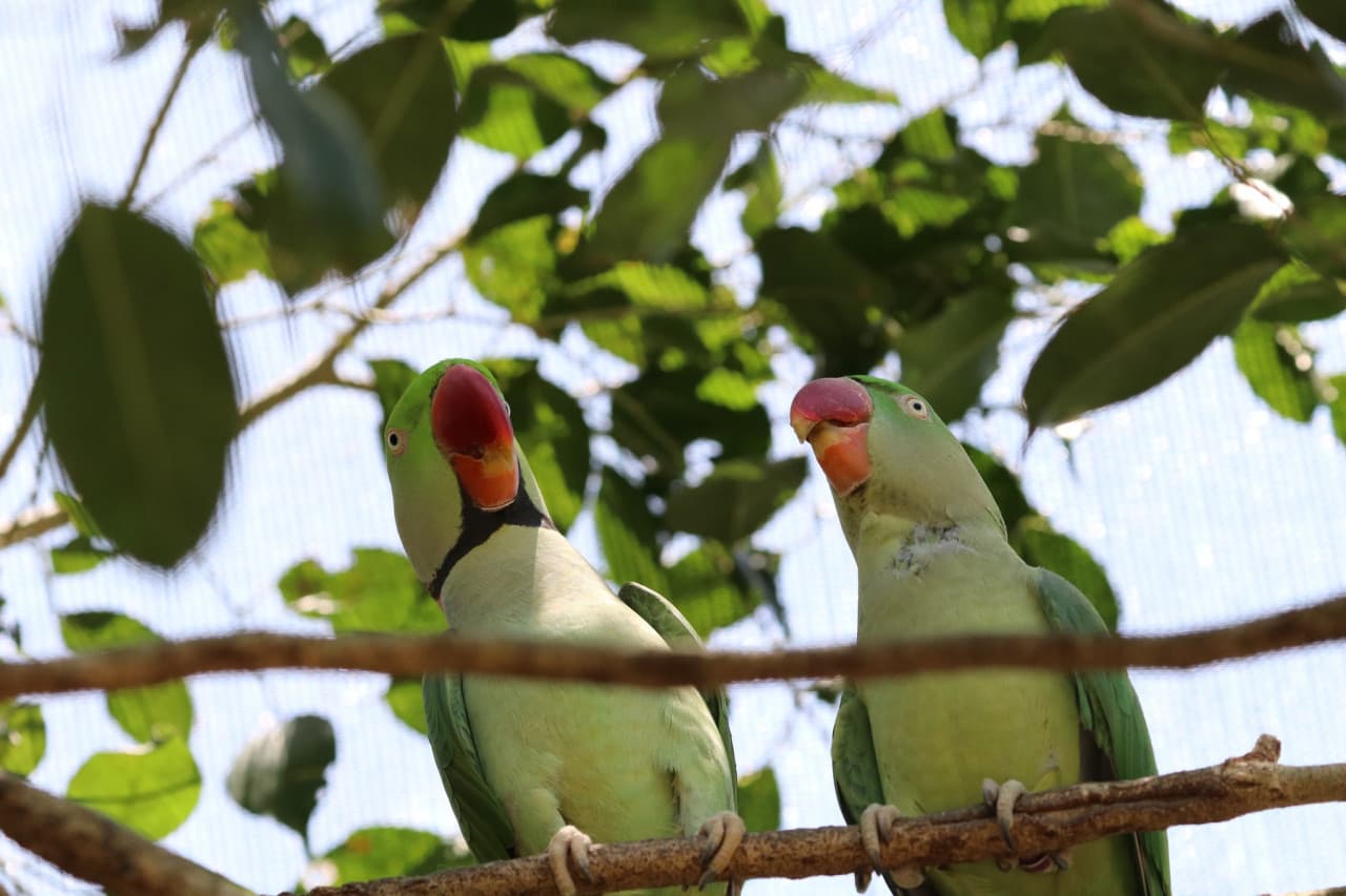 Birdworld Kuranda