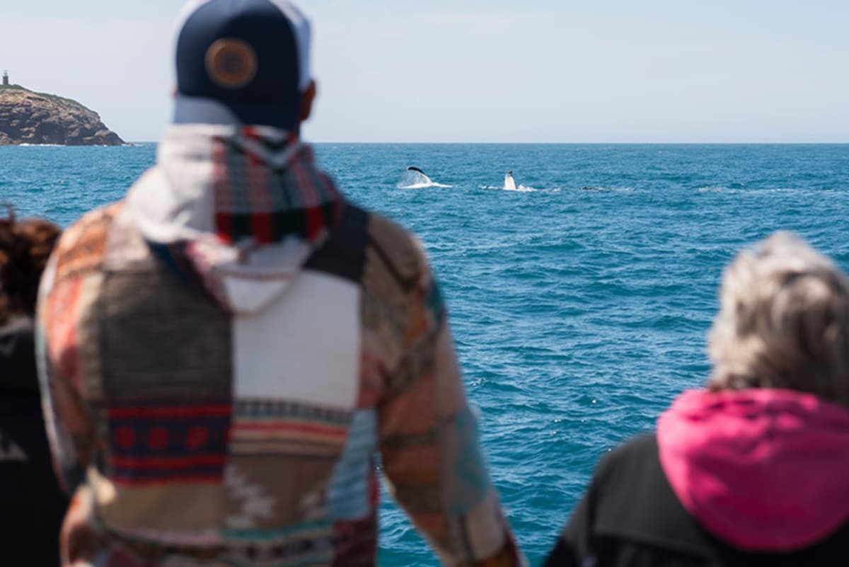 Wilsons Promontory Whale Watching Sightseeing Cruise