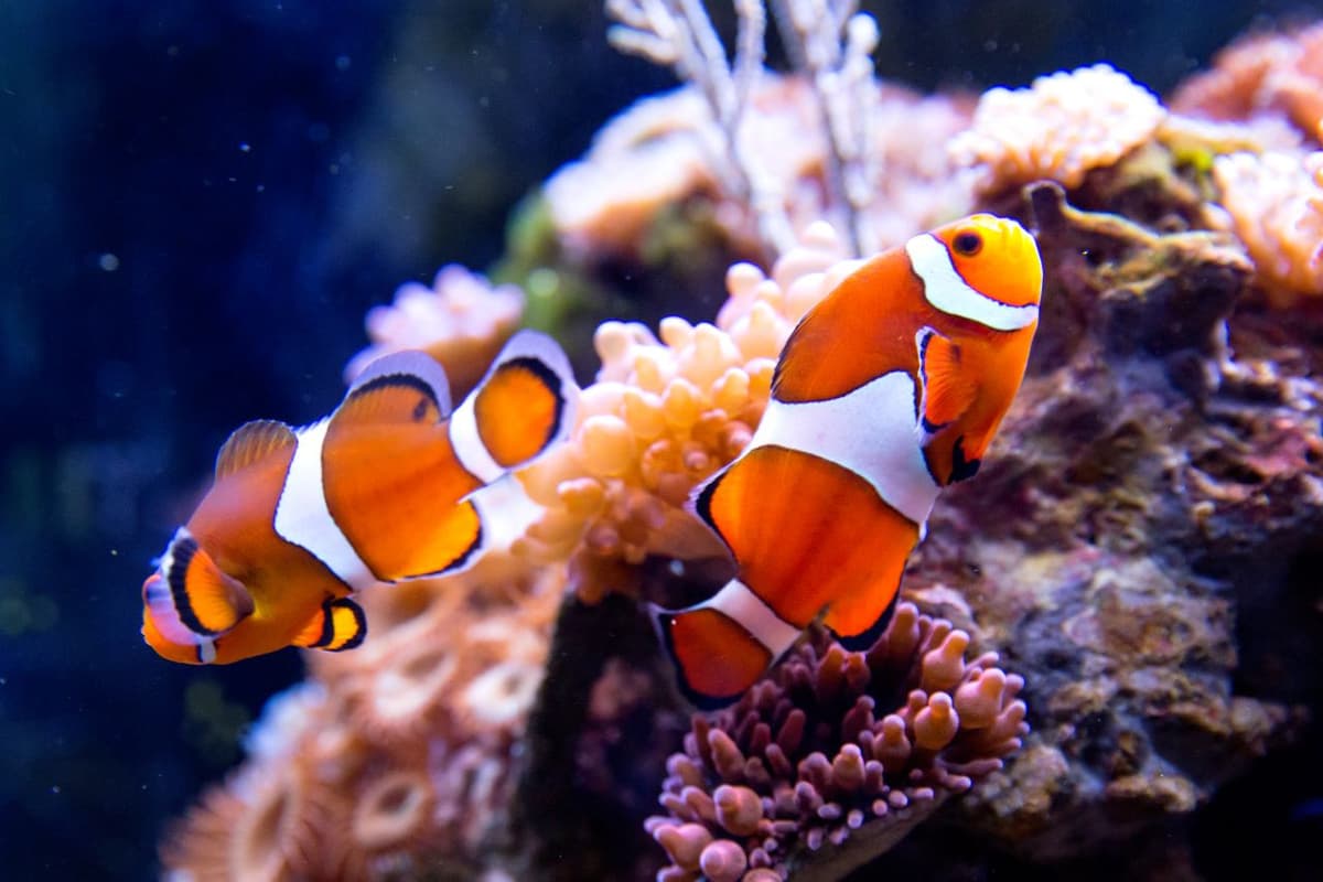 SEA LIFE Oberhausen Aquarium Ticket