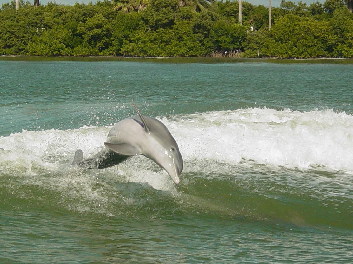 Sea Screamer Speedboat Ride to Clearwater Beach