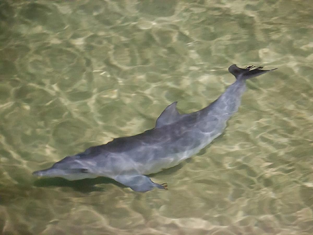 Tangalooma Island Tour with Dolphin Viewing
