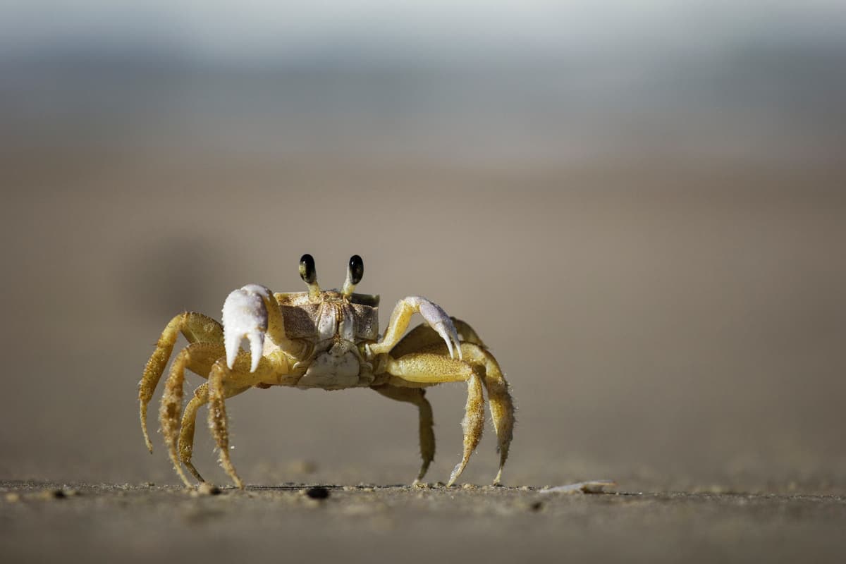 Crab Catching and Gold Coast Broadwater Tour