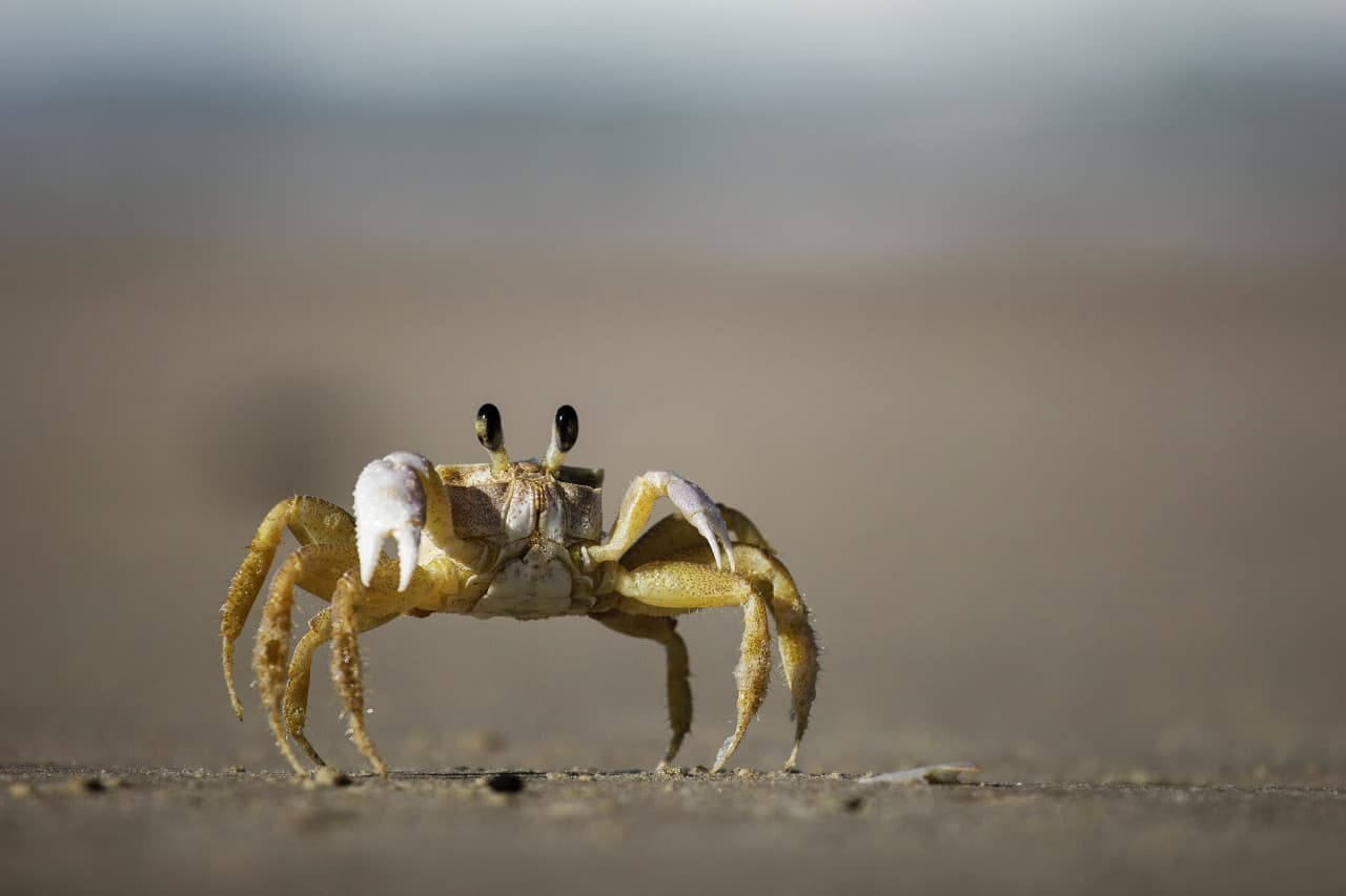 Crab Catching and Gold Coast Broadwater Tour