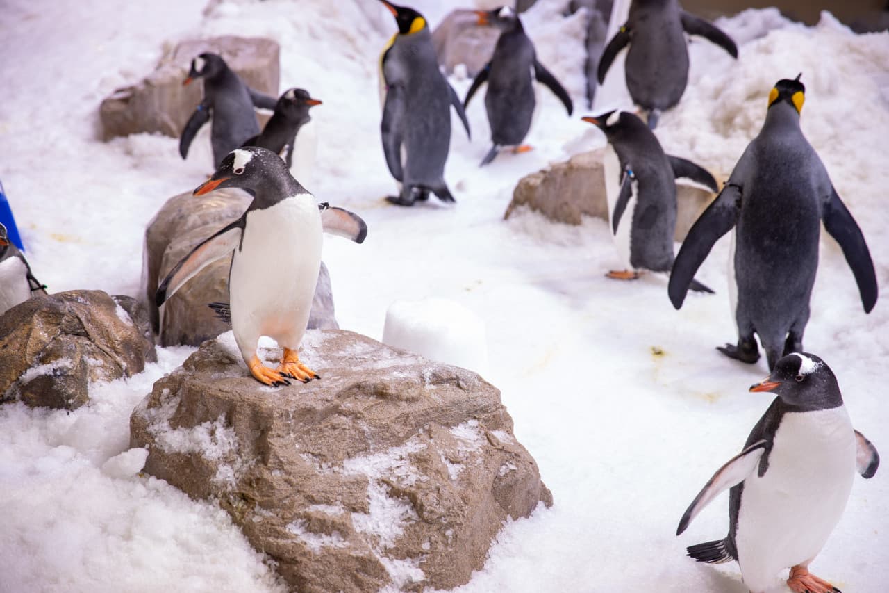 SEA LIFE Melbourne Aquarium Direct Entry Ticket