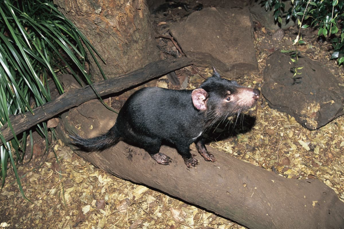 Currumbin Wildlife Sanctuary Ticket