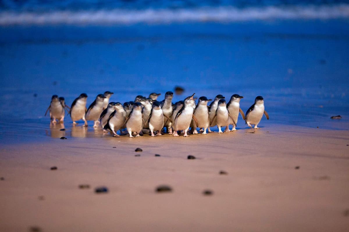 Phillip Island Nature Parks - Three-Park Pass