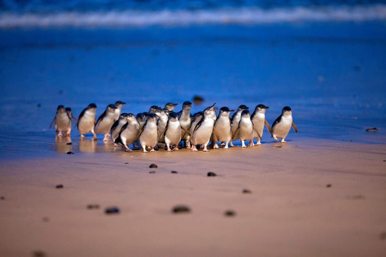 Phillip Island Nature Parks - Three-Park Pass