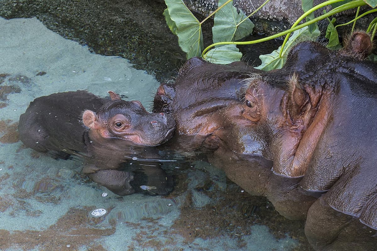 San Diego Zoo