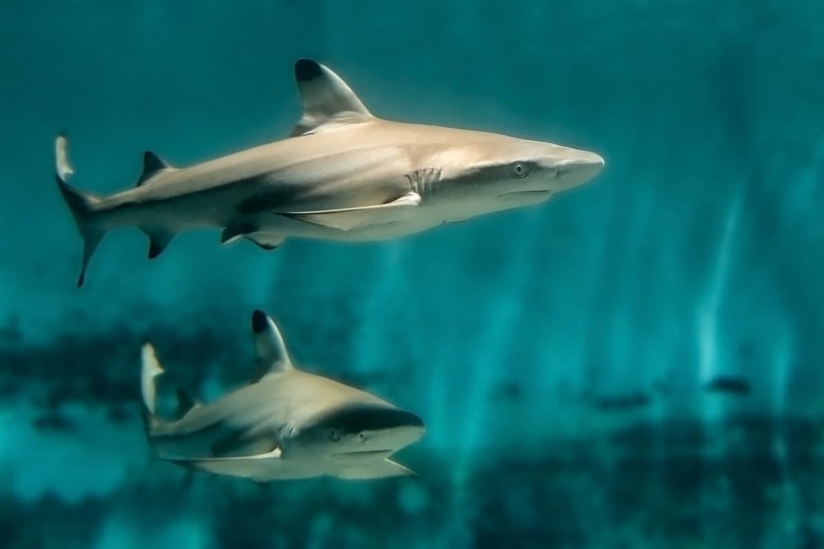 Skip The Line Ticket - Aquarium of the Pacific