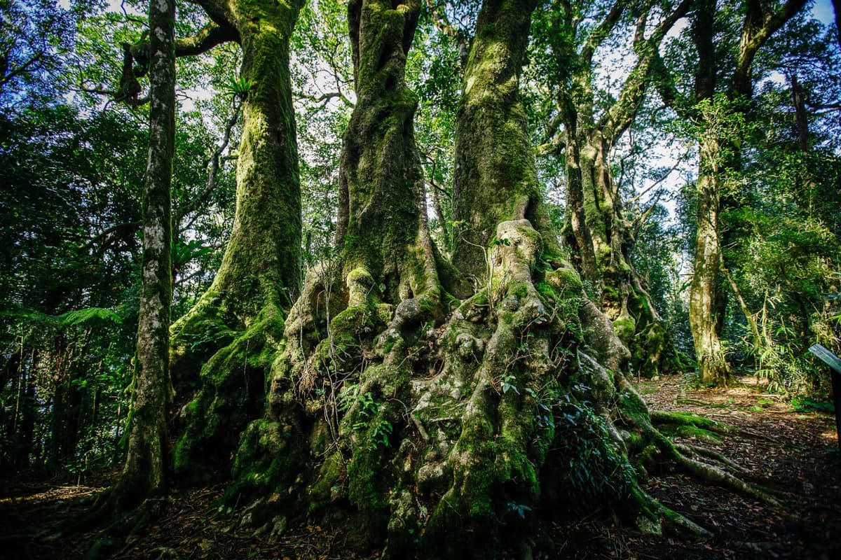 Springbrook National Park Tour: Natural Bridge and Waterfalls