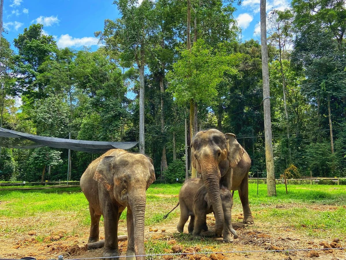 Batu Caves and Kuala Gandah Elephant Sanctuary Full-Day Tour from Kuala Lumpur