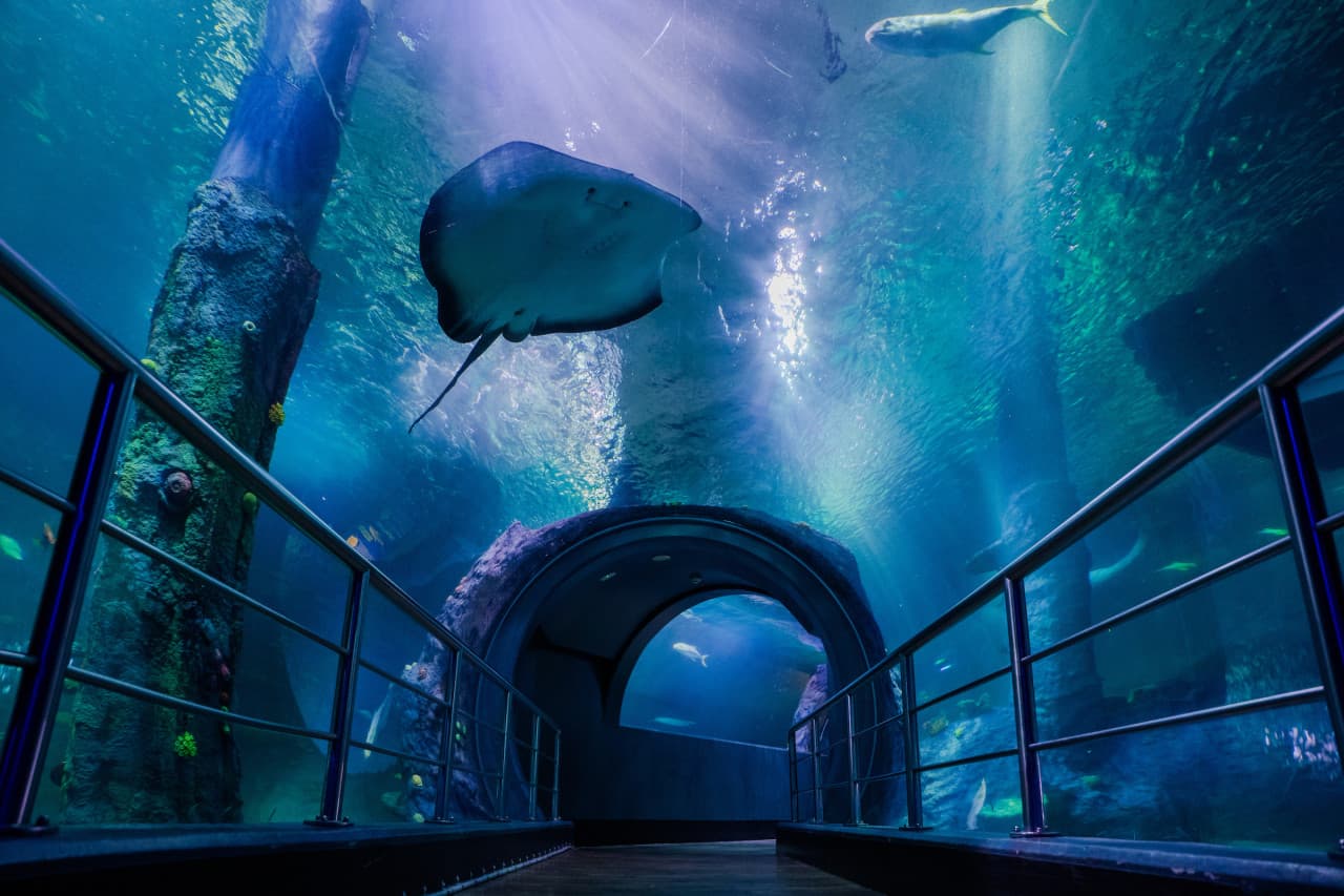 COMBO: Melbourne Skydeck + SEA LIFE Melbourne Aquarium Tickets