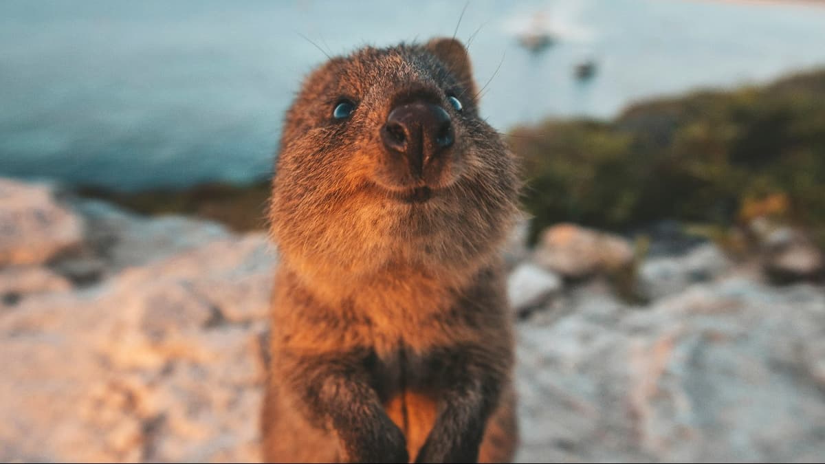 Rottnest Island Bus Tour with Round Trip Rottnest Express Ferry Transfer