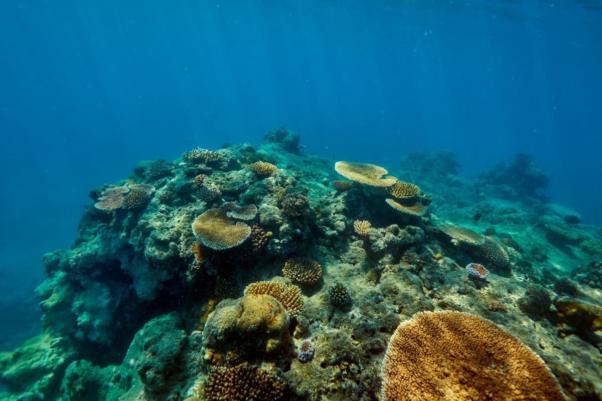 Green Island Reef Full-Day Cruise
