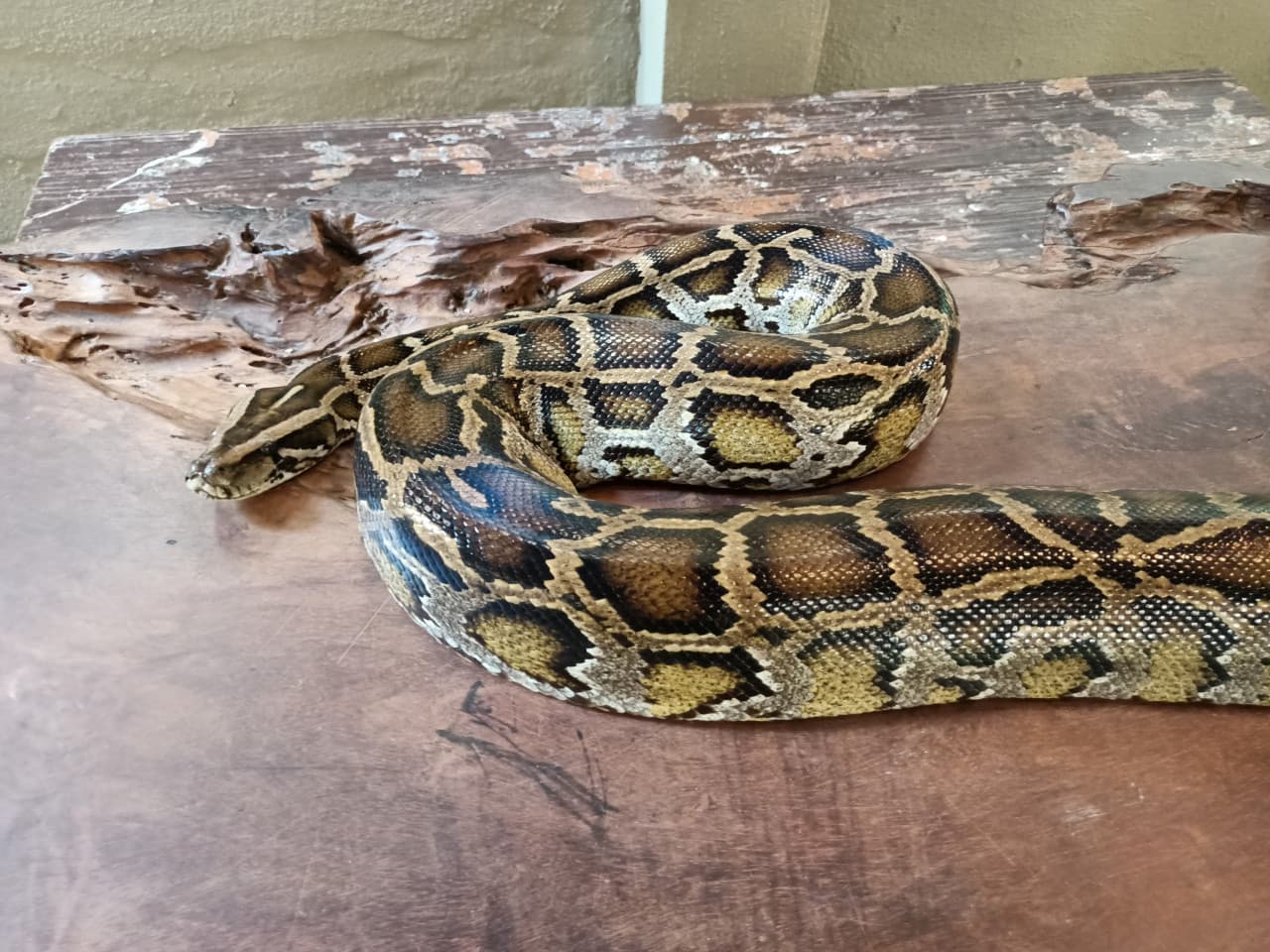 Langkawi Wildlife Park
