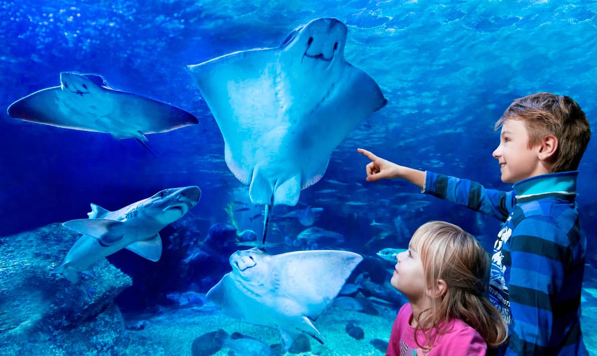 SEA LIFE Konstanz Aquarium Ticket