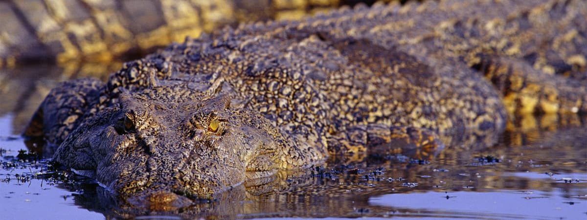 Adelaide River Jumping Crocs Cruise and Wetlands Tour from Darwin