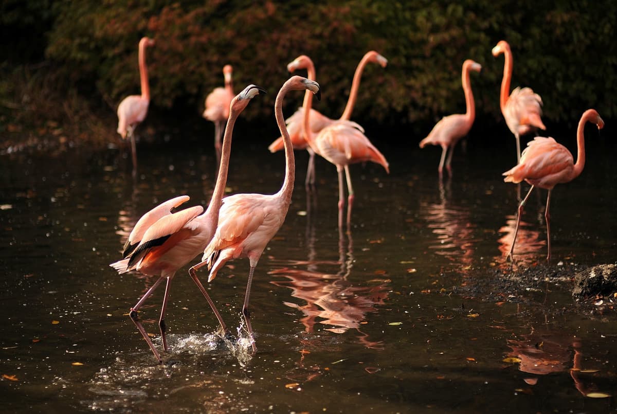 Bronx Zoo