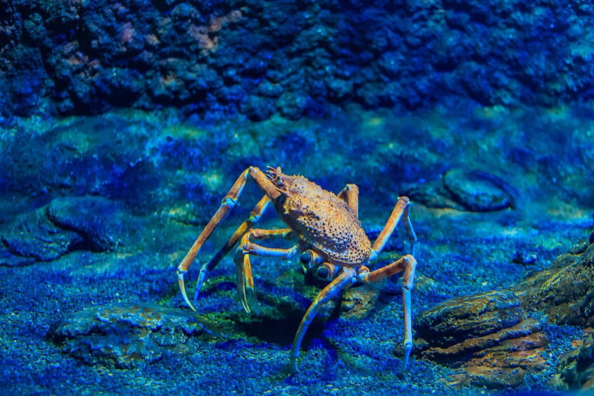 The National Aquarium Abu Dhabi Ticket