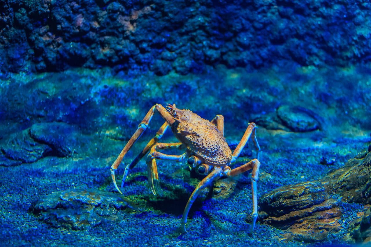 The National Aquarium Abu Dhabi Ticket