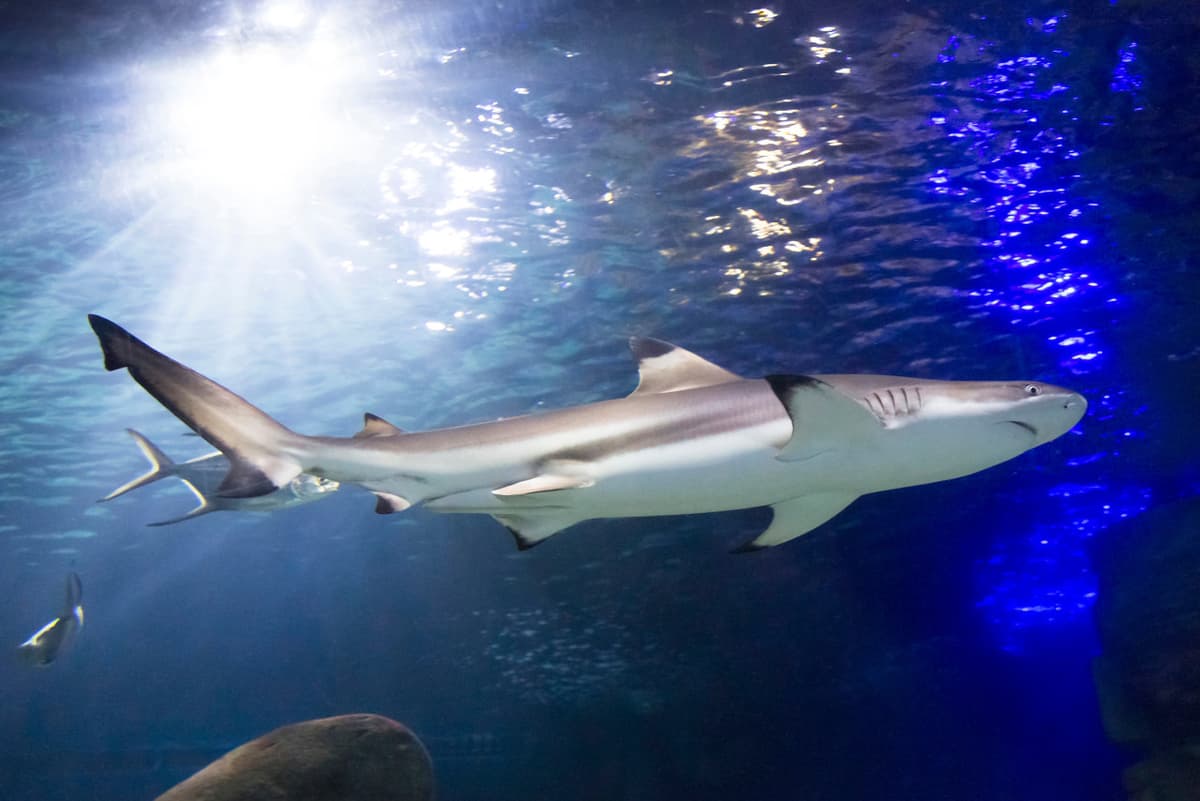 SEA LIFE Munich Aquarium Ticket
