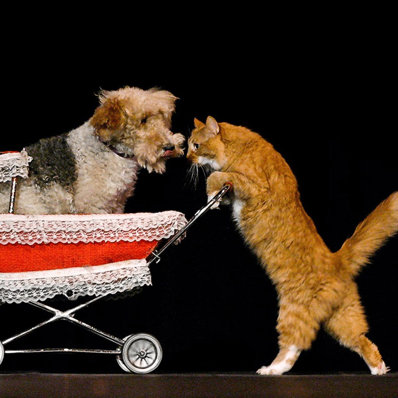 V Theatre Las Vegas - Popovich Comedy Pet Theatre