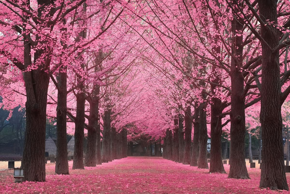 Nami Island Shuttle Bus Transfers from Seoul