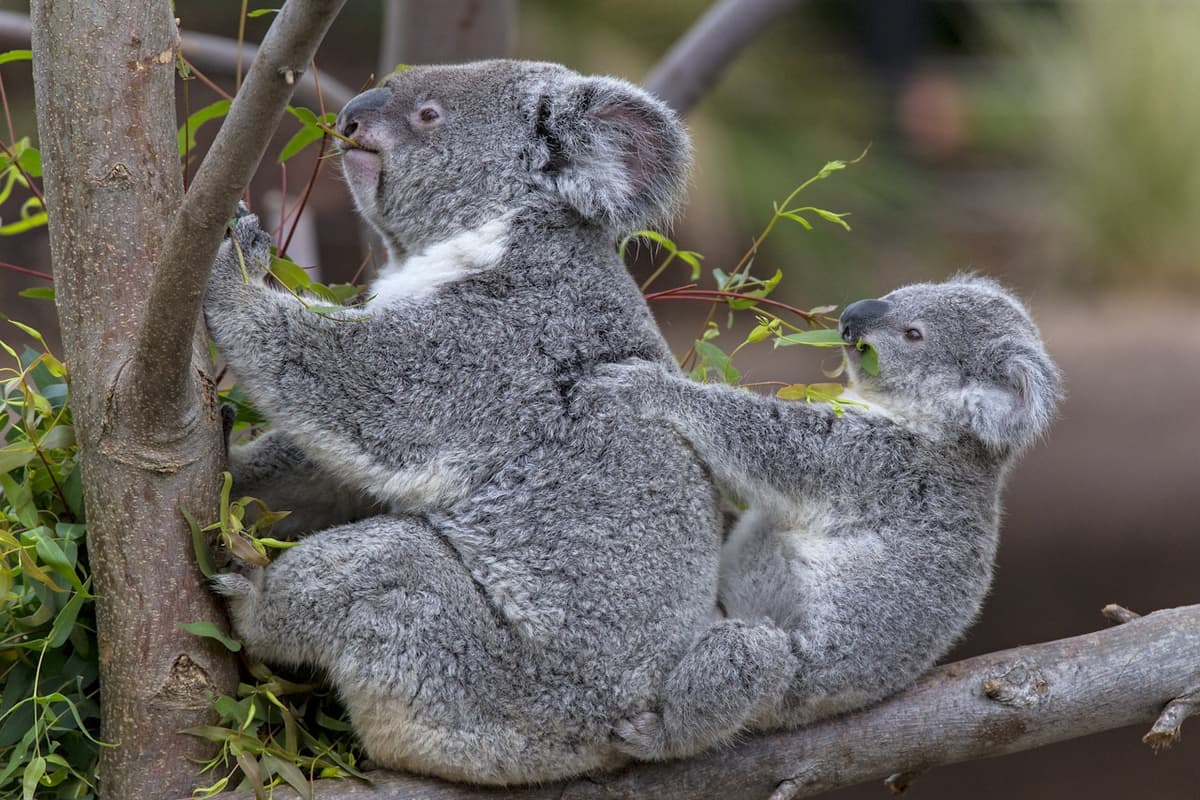 San Diego Zoo