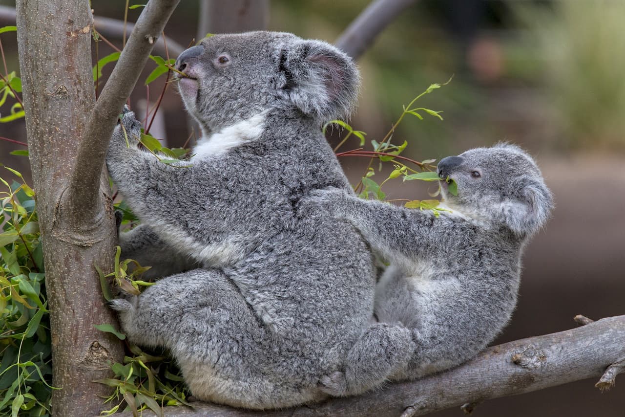 San Diego Zoo