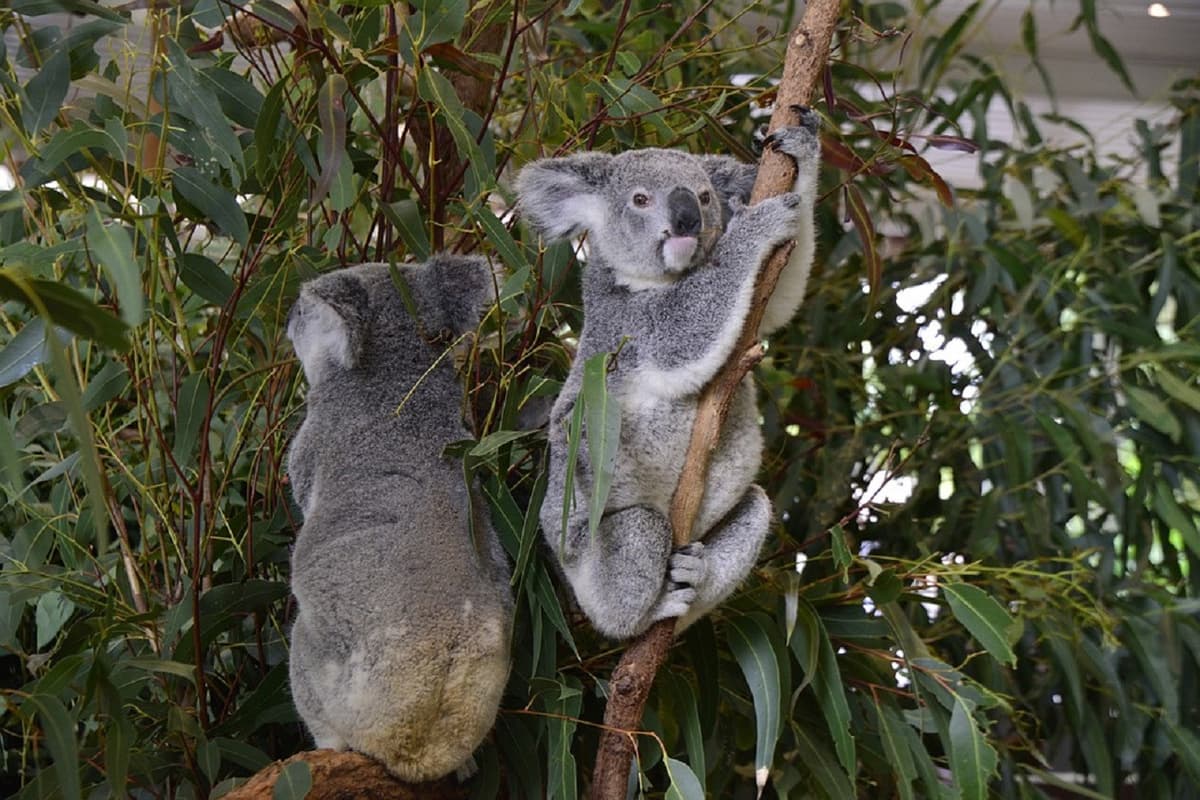 Grand Brisbane Tour from the Gold Coast