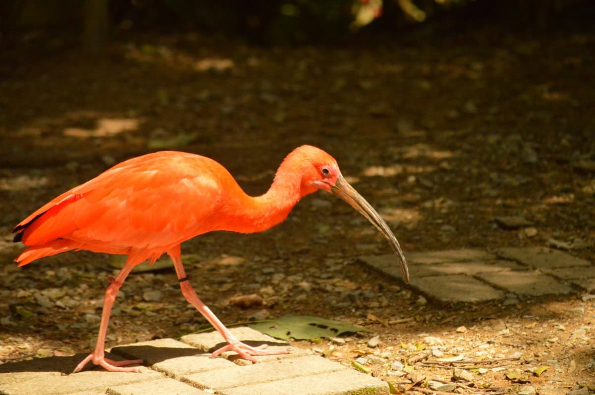 Neo Park Okinawa