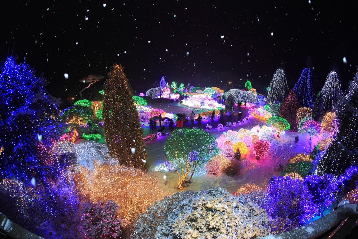Alpaca World, Nami Island, and Garden of Morning Calm Tour from Seoul