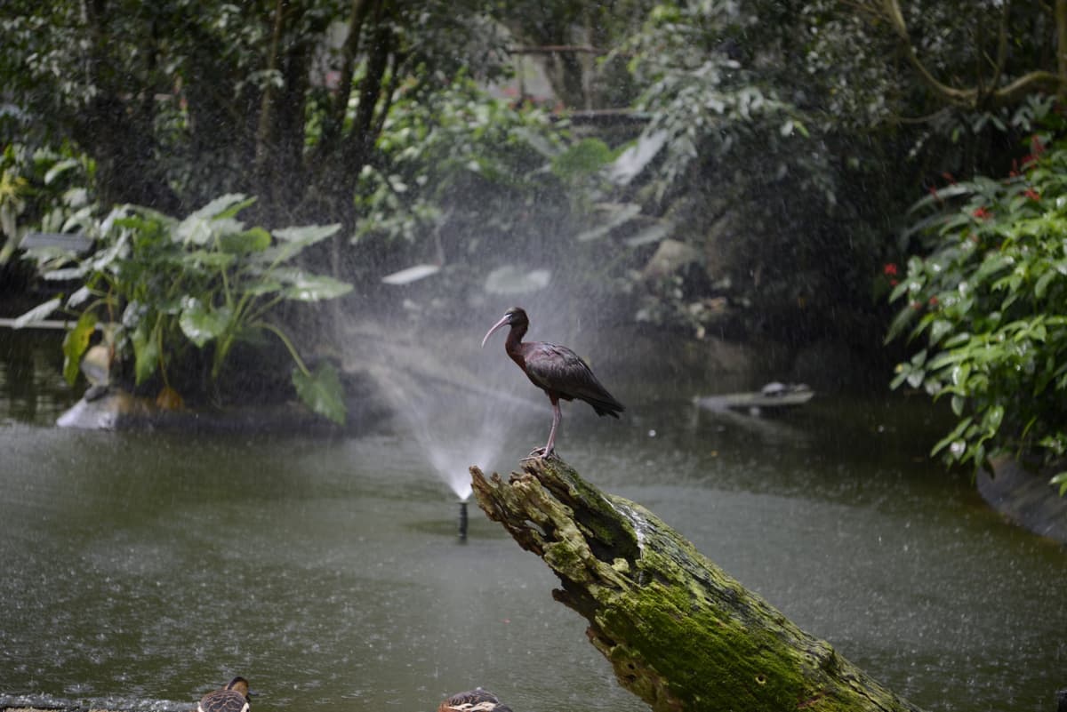 Birdworld Kuranda