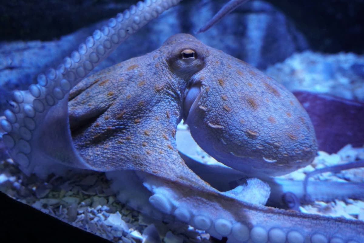 Seville Aquarium Ticket