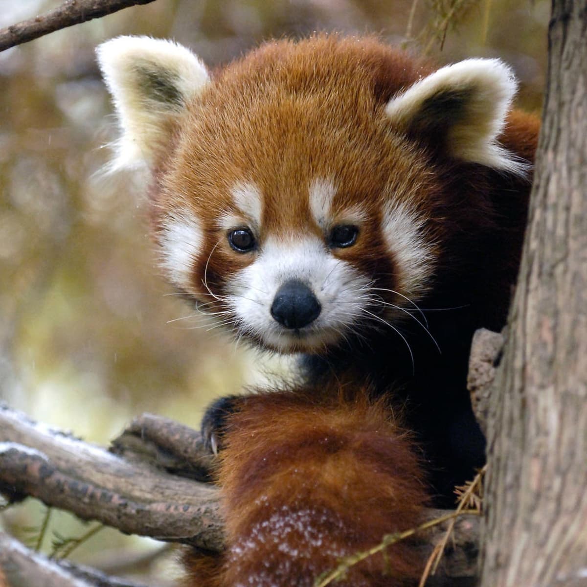Central Park Zoo