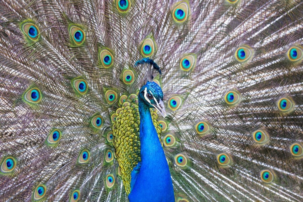 Bronx Zoo