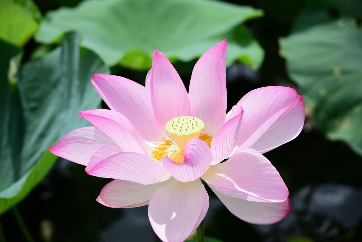 Okinawa Southeast Botanical Gardens