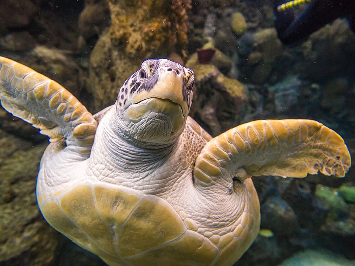 The Florida Aquarium Ticket
