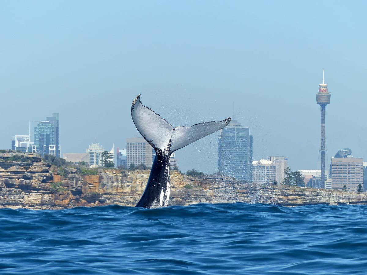 Sydney Whale Watching Cruise