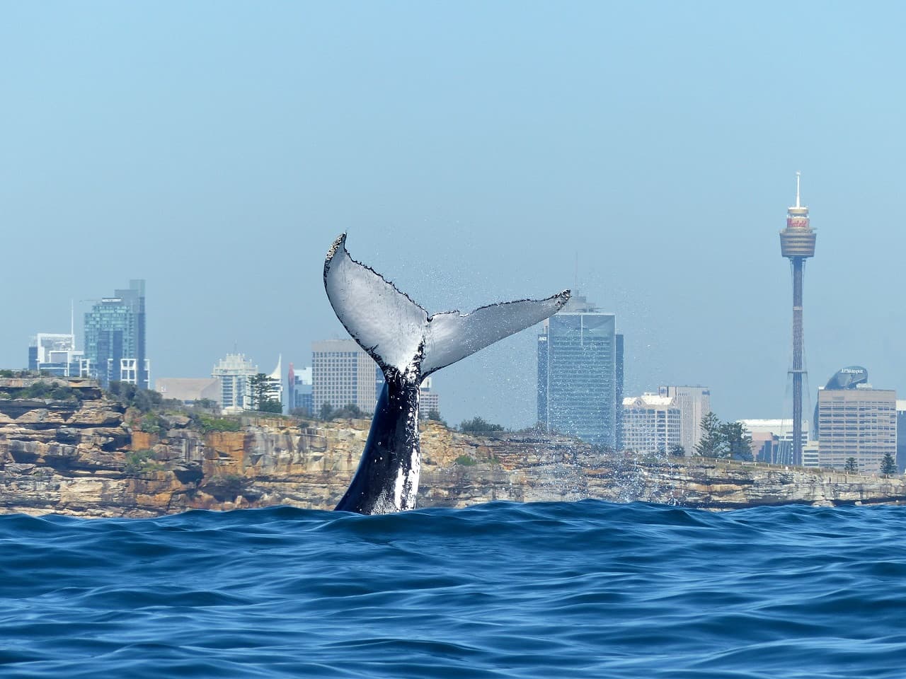 Sydney Whale Watching Cruise
