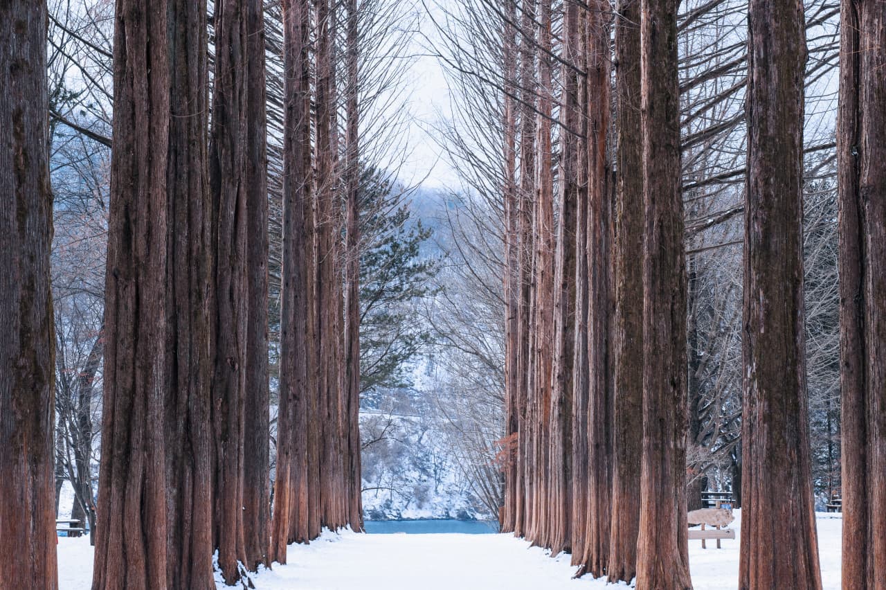 Nami Island, Petite France, Garden of Morning Calm, and Gangchon Rail Bike Tour from Seoul