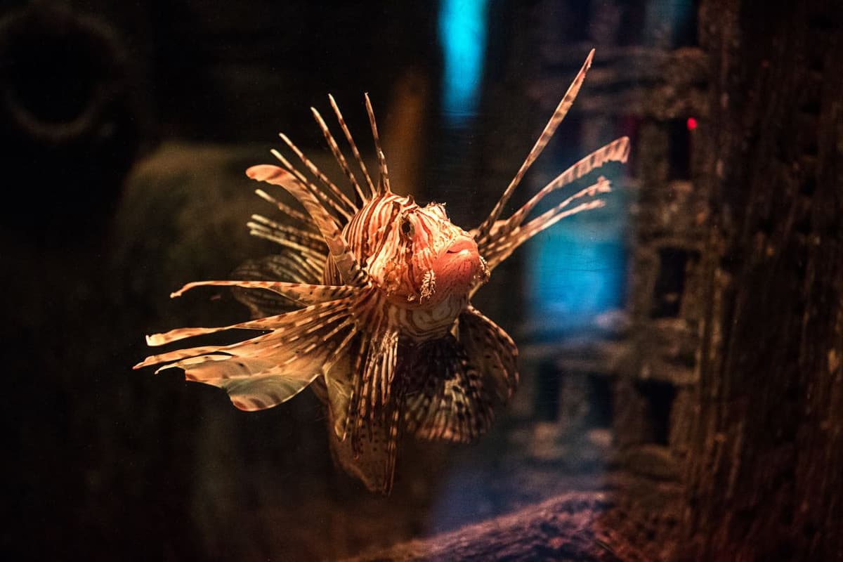 SEA LIFE Oberhausen Aquarium Ticket