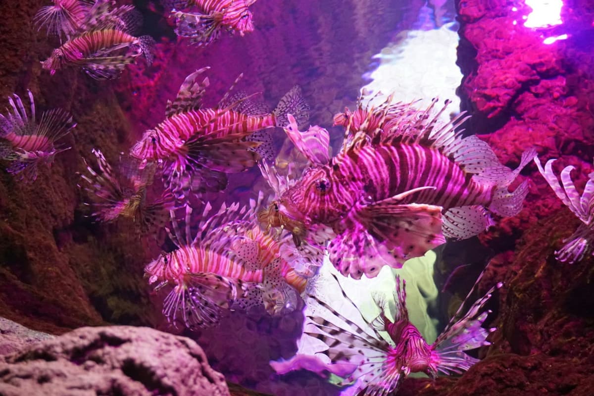 Seville Aquarium Ticket
