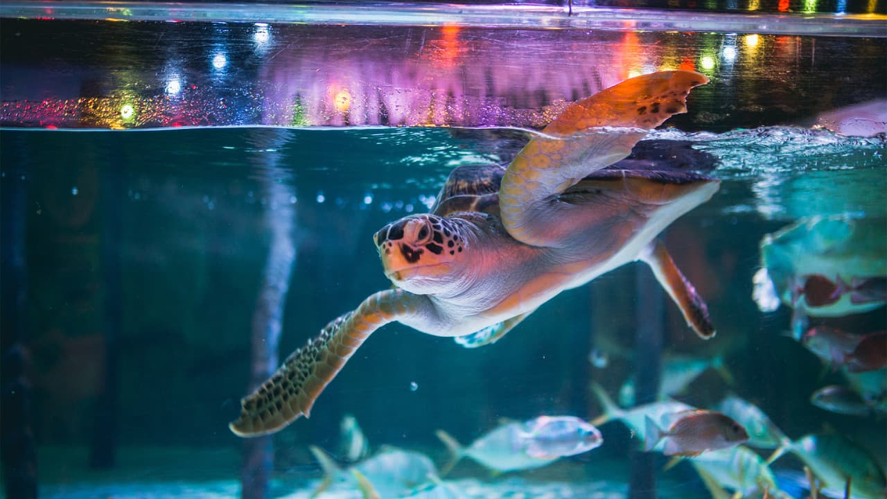 COMBO: SEA LIFE Bangkok Ocean World + Madame Tussauds Bangkok Tickets