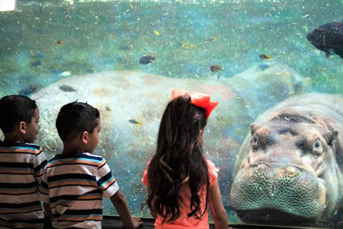 San Antonio Zoo Ticket